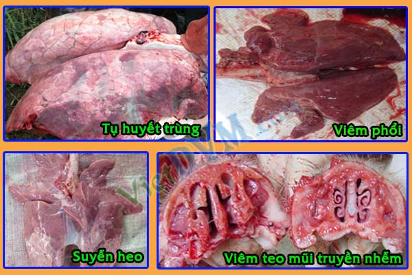 Các bệnh kế phát do heo bị stress nóng Các bệnh kế phát do heo bị stress nóng