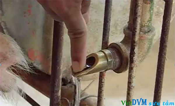 Kiểm tra nguồn nước và nhiệt độ nước uống cho heo Kiểm tra nguồn nước và nhiệt độ nước uống cho heo