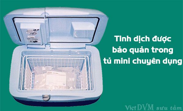 Tinh dịch được bảo quản trong tủ bảo quản tinh mini chuyên dụng Tinh dịch được bảo quản trong tủ bảo quản tinh mini chuyên dụng