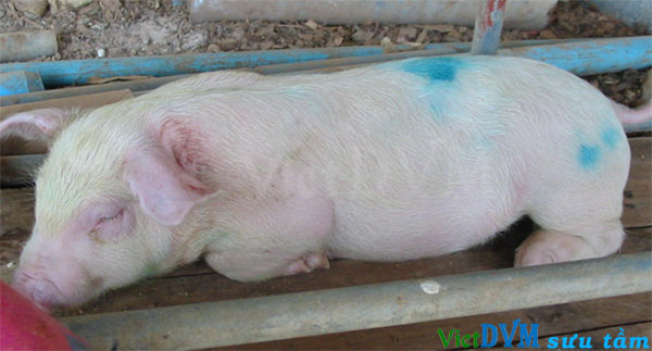 Suy hô hấp cấp - ko nổi nốt mà tím da từng mảng vùng ngoại biên do tim làm việc quá mức không đưa oxy đến khắp cơ thể được Suy hô hấp cấp - ko nổi nốt mà tím da từng mảng vùng ngoại biên do tim làm việc quá mức không đưa oxy đến khắp cơ thể được