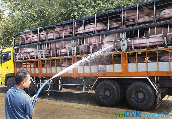 Giá heo tăng cao nhất trong vòng 19 tháng qua làm hoạt động buôn bán, vận chuyển heo xuất sang Trung Quốc trở nên sôi động hơn bao giờ hết Giá heo tăng cao nhất trong vòng 19 tháng qua làm hoạt động buôn bán, vận chuyển heo xuất sang Trung Quốc trở nên sôi động hơn bao giờ hết