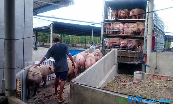 Đua nhau nuôi heo bán cho Trung Quốc Đua nhau nuôi heo bán cho Trung Quốc