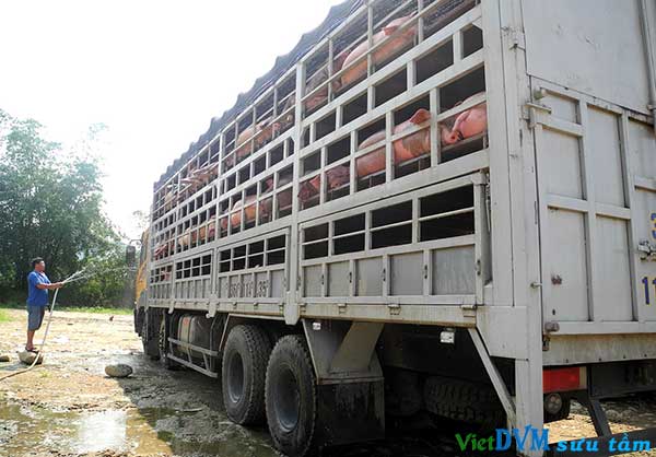 Đua nhau nuôi heo bán cho Trung Quốc Đua nhau nuôi heo bán cho Trung Quốc