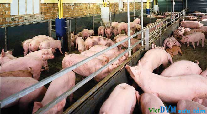 Cập nhật giá heo tại các tỉnh của Trung Quốc ngày 26/12/2016 Cập nhật giá heo tại các tỉnh của Trung Quốc ngày 26/12/2016