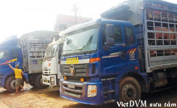 Xuất khẩu lợn sống từ Việt Nam sang Trung Quốc vẫn qua các cửa khẩu phụ, đường mòn, lối mở khu vực biên giới Xuất khẩu lợn sống từ Việt Nam sang Trung Quốc vẫn qua các cửa khẩu phụ, đường mòn, lối mở khu vực biên giới