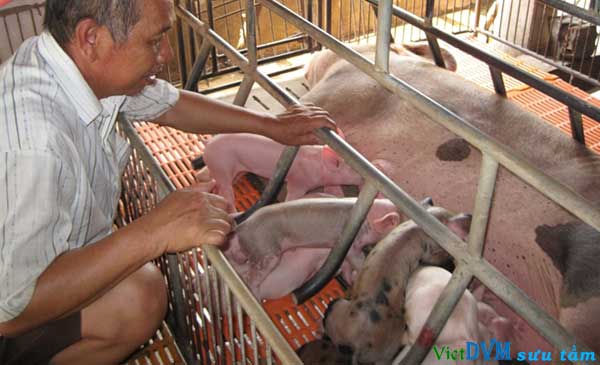 Heo giống của trại chăn nuôi tư nhân đang khan hiếm, giá cao Heo giống của trại chăn nuôi tư nhân đang khan hiếm, giá cao