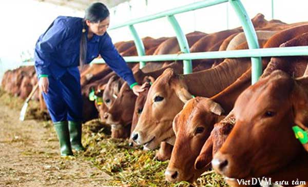 Chấm dứt hoạt động dự án nuôi bò nghìn tỷ của Hoàng Anh Gia Lai Chấm dứt hoạt động dự án nuôi bò nghìn tỷ của Hoàng Anh Gia Lai