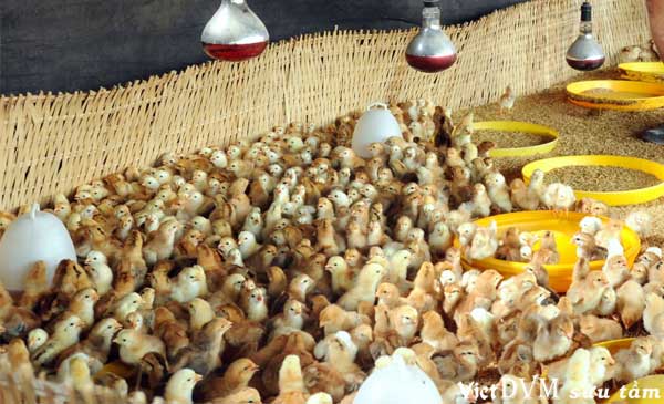 Đàn gà của một trang trại tại huyện Long Thành, Đồng Nai Đàn gà của một trang trại tại huyện Long Thành, Đồng Nai
