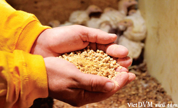 Ngành công nghiệp sản xuất thức ăn trên toàn cầu liên tục tăng trưởng trong 5 năm qua Ngành công nghiệp sản xuất thức ăn trên toàn cầu liên tục tăng trưởng trong 5 năm qua
