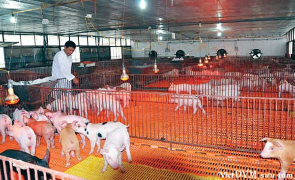 Khu úm - chăm sóc lợn con sau khi được cai sữa Khu úm - chăm sóc lợn con sau khi được cai sữa