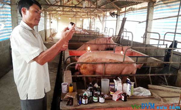 Ông Đào Duy Hòa đang chăm sóc đàn lợn của gia đình. Ông Đào Duy Hòa đang chăm sóc đàn lợn của gia đình