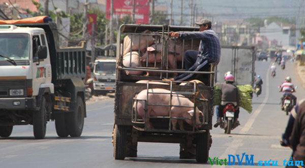 Mỗi ngày tại Đồng Nai có 20 -30 xe gom heo chở qua Trung Quốc Mỗi ngày tại Đồng Nai có 20 -30 xe gom heo chở qua Trung Quốc
