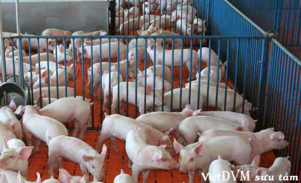 Giá heo hơi tại Việt Nam tăng mạnh Giá heo hơi tại Việt Nam tăng mạnh