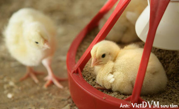 Nên giảm ngay lượng thức ăn cho ăn xuống và chia làm nhiều bữa ăn khi phát hiện gà bị Gout Nên giảm ngay lượng thức ăn cho ăn xuống và chia làm nhiều bữa ăn khi phát hiện gà bị Gout