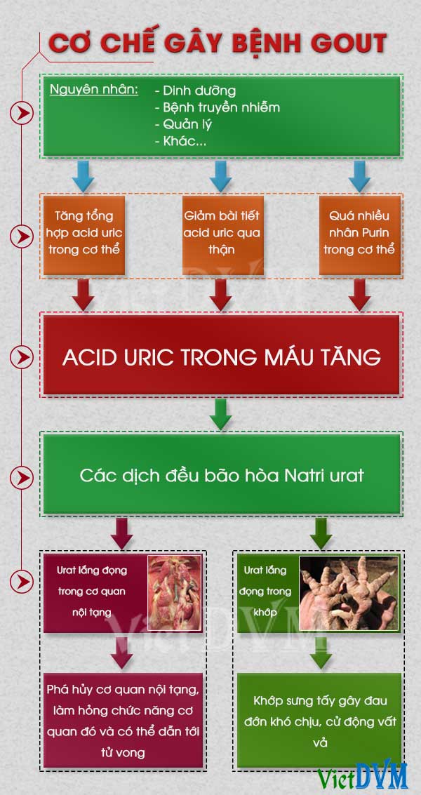 Cơ chế của bệnh Gout trên gà Cơ chế của bệnh Gout trên gà