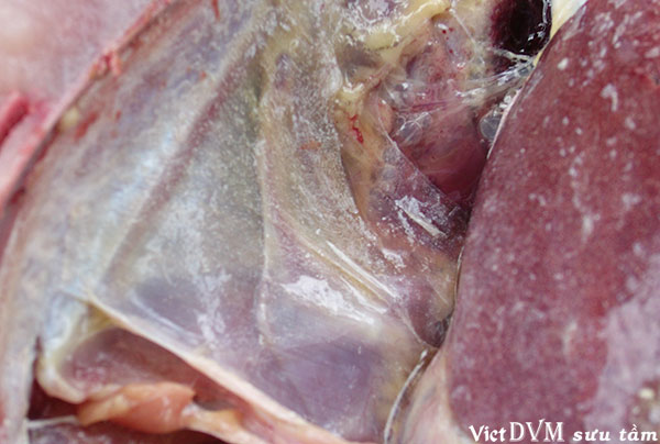 Cặn urat tích tụ cả trên màng bao của cá cơ quan nội tạng và màng phúc mạc. Cặn urat tích tụ cả trên màng bao của cá cơ quan nội tạng và màng phúc mạc.