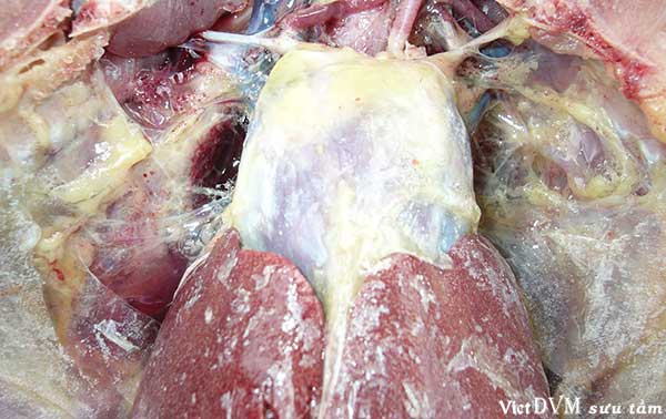 7. cặn urat tích tụ thành các màng trắng bao bọc gan, tim 7. cặn urat tích tụ thành các màng trắng bao bọc gan, tim
