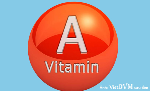 Thiếu vitamin A là một trong những nguyên nhân chủ yếu dẫn đến hội chứng Gout trên gà Thiếu vitamin A là một trong những nguyên nhân chủ yếu dẫn đến hội chứng Gout trên gà