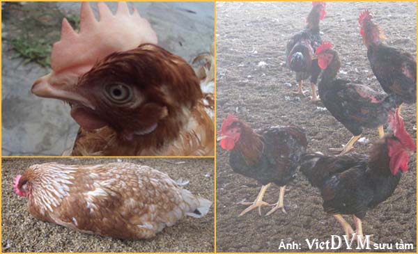 Gà mệt, ủ rũ trong bệnh ký sinh trùng đường máu do Leucocytozoon Gà mệt, ủ rũ trong bệnh ký sinh trùng đường máu do Leucocytozoon