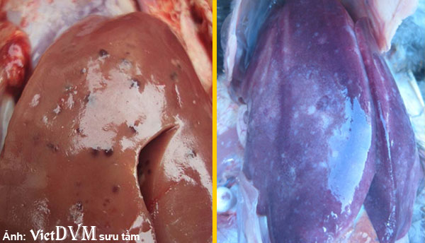Gan xuất huyết trong bệnh ký sinh trùng đường máu do leucocytozoom Gan xuất huyết trong bệnh ký sinh trùng đường máu do leucocytozoom