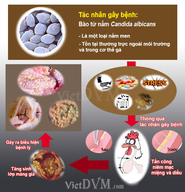 Cơ chế gây bệnh nấm diều ở gà Cơ chế gây bệnh nấm diều ở gà