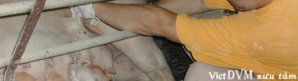 Tiêm dưới da oxytocin Tiêm dưới da oxytocin