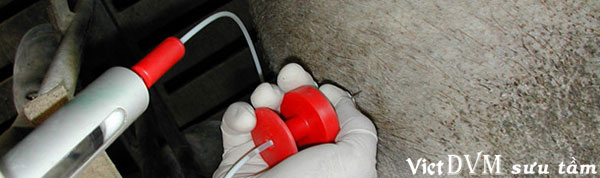 Tiêm vaccine cho heo Tiêm vaccine cho heo