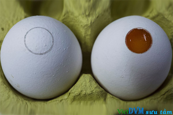 Một quả trứng đã được vá lại sau khi kiểm tra xác định giới tính (bên trái) và một quả trứng đã được “mở” nắp vỏ để chuẩn bị phân tích quang phổ kế (bên phải) Một quả trứng đã được vá lại sau khi kiểm tra xác định giới tính (bên trái) và một quả trứng đã được “mở” nắp vỏ để chuẩn bị phân tích quang phổ kế (bên phải)