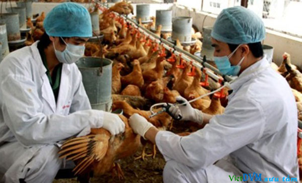 Các bác sĩ thú y đang tiêm phòng cho đàn gia cầm Các bác sĩ thú y đang tiêm phòng cho đàn gia cầm