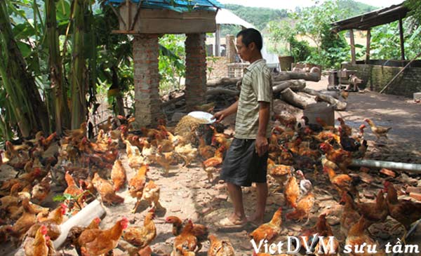 Phạt 1 tỷ đồng và hơn 20 năm tù nếu dùng chất cấm trong chăn nuôi Phạt 1 tỷ đồng và hơn 20 năm tù nếu dùng chất cấm trong chăn nuôi
