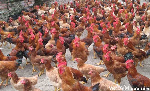 Giá lợn hạ trong khi giá gà lông màu tăng Giá lợn hạ trong khi giá gà lông màu tăng