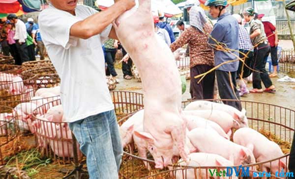Thị trường Trung Quốc: vẫn để ngỏ cho thịt heo của Việt Nam Thị trường Trung Quốc: vẫn để ngỏ cho thịt heo của Việt Nam