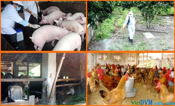 Phòng chống dịch bệnh động vật trên cạn Phòng chống dịch bệnh động vật trên cạn