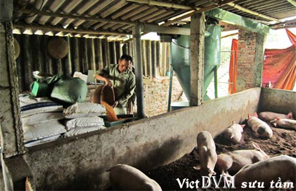 Hiện tại, sự tăng giá TĂCN chưa mấy ảnh hưởng tới chăn nuôi (Ảnh minh họa) Hiện tại, sự tăng giá TĂCN chưa mấy ảnh hưởng tới chăn nuôi (Ảnh minh họa)