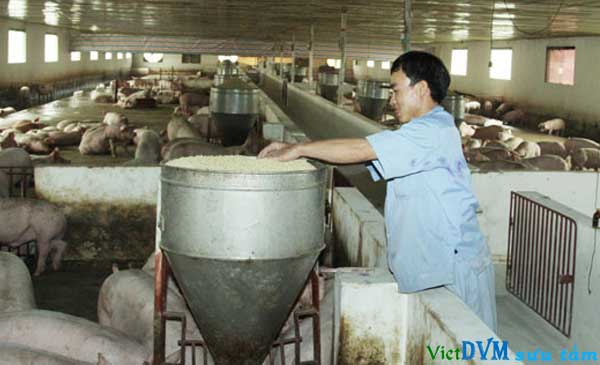 Nguồn thức ăn chăn nuôi hiện phụ thuộc rất nhiều vào việc nhập khẩu nguyên liệu. Nguồn thức ăn chăn nuôi hiện phụ thuộc rất nhiều vào việc nhập khẩu nguyên liệu.