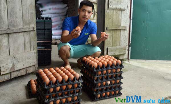 Anh Đào Quang Giới giới thiệu sản phẩm trứng gà tại trang trại của gia đình ở xã Liên Châu, huyện Thanh Oai (Hà Nội) Anh Đào Quang Giới giới thiệu sản phẩm trứng gà tại trang trại của gia đình ở xã Liên Châu, huyện Thanh Oai (Hà Nội)