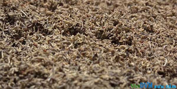 một bữa ăn côn trùng trong thử nghiệm một bữa ăn côn trùng trong thử nghiệm