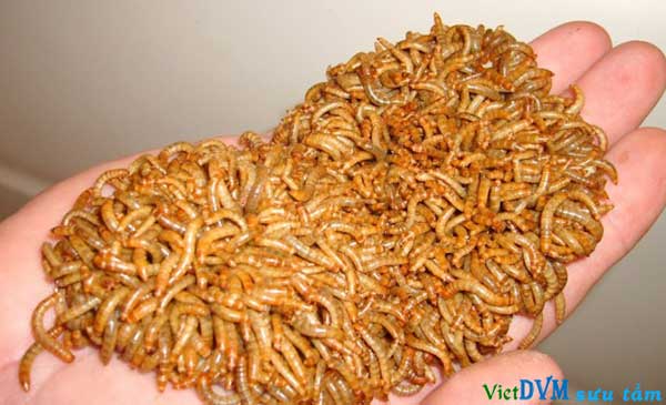 Việc bổ sung sâu bột vào trong khẩu phần ăn của gà chăn thả tự do là hoàn toàn an toàn Việc bổ sung sâu bột vào trong khẩu phần ăn của gà chăn thả tự do là hoàn toàn an toàn