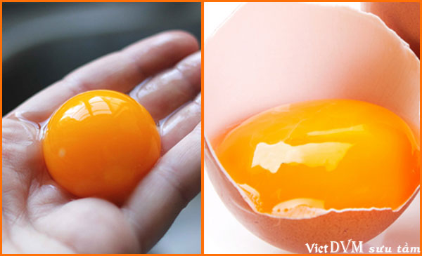 Lòng đỏ có màu vàng tươi, sáng có thể được coi là 1 chỉ số đánh giá hiệu suất và sức khỏe của đàn gia cầm Lòng đỏ có màu vàng tươi, sáng có thể được coi là 1 chỉ số đánh giá hiệu suất và sức khỏe của đàn gia cầm