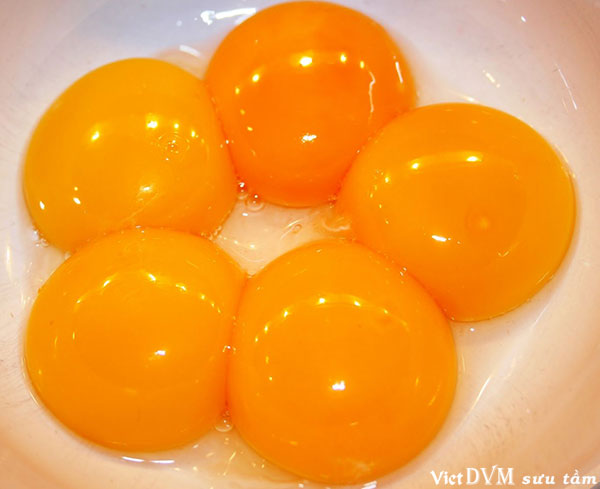 Bệnh đường ruột sẽ làm lòng đỏ trứng nhạt màu Bệnh đường ruột sẽ làm lòng đỏ trứng nhạt màu