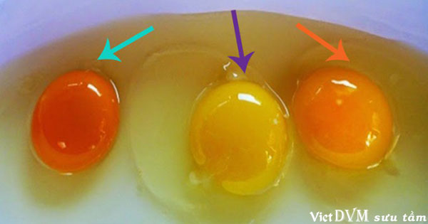 Bổ sung carotenoid vào khẩu phần ăn của gà còn giúp tăng khả năng chống oxy hóa cho trứng Bổ sung carotenoid vào khẩu phần ăn của gà còn giúp tăng khả năng chống oxy hóa cho trứng