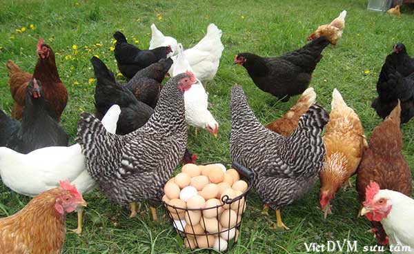 Có rất nhiều yếu tố có thể ảnh hưởng đến việc hấp thu và chuyển hóa carotenoid Có rất nhiều yếu tố có thể ảnh hưởng đến việc hấp thu và chuyển hóa carotenoid