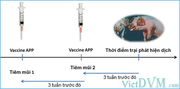Nguyên tắc chọn thời điểm tiêm vaccine Nguyên tắc chọn thời điểm tiêm vaccine