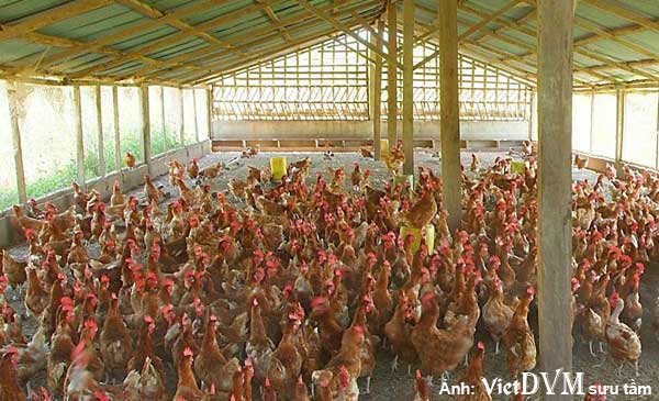 Điều trị bệnh nấm diều ở gà không khó, làm cho bệnh không tái phát lại mới khó Điều trị bệnh nấm diều ở gà không khó, làm cho bệnh không tái phát lại mới khó