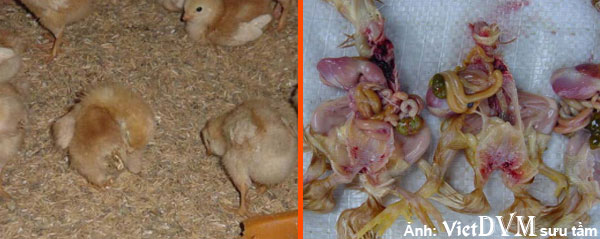 Gà bị tiêu chảy và túi lòng đỏ không tiêu lúc 2-6 ngày tuổi Gà bị tiêu chảy và túi lòng đỏ không tiêu lúc 2-6 ngày tuổi