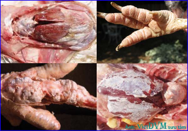 Gà mắc Bệnh Gout Gà mắc Bệnh Gout có biểu hiện khi mổ khám