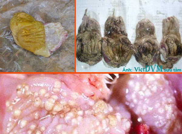 Bệnh dạ dày bị ăn mòn và bệnh nấm diều trên gà Các bệnh thường gặp trong mùa mưa