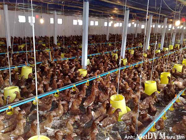 Ảnh 1: Chăn nuôi gà vất vả nhất là vào mùa nóng Ảnh 1: Chăn nuôi gà vất vả nhất là vào mùa nóng