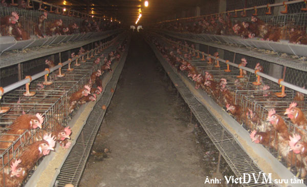 Ảnh 2: Chuồng kín trong chăn nuôi gà đẻ Ảnh 2: Chuồng kín trong chăn nuôi gà đẻ