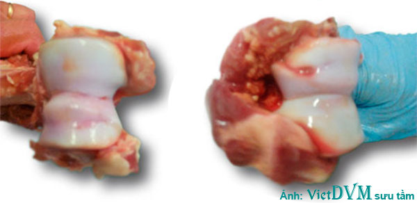Sụn của heo nái bình thường (bên trái) - sụn của heo nái bị hội chứng Osteochondrosis (bên phải) Sụn của heo nái bình thường (bên trái) - sụn của heo nái bị hội chứng Osteochondrosis (bên phải)